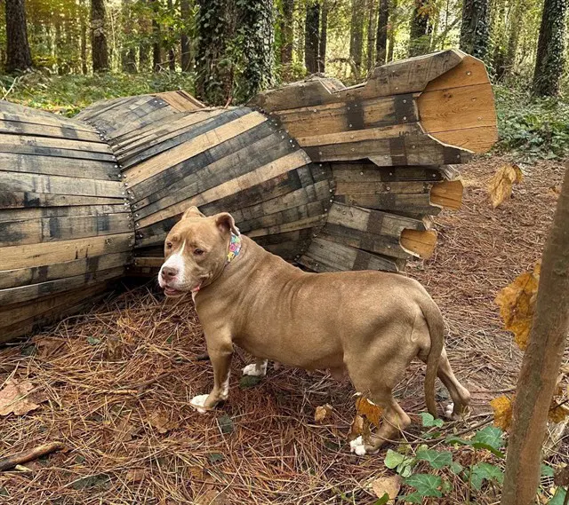Vida - American Staffordshire Terrier