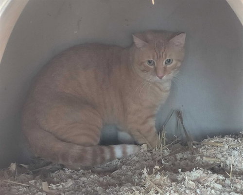 picture of the cat needing adoption