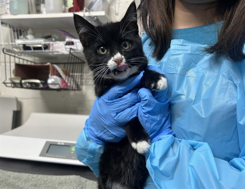 picture of the cat needing adoption