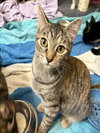 PEBBLES - Photo 1