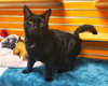 WILBUR - Photo 1