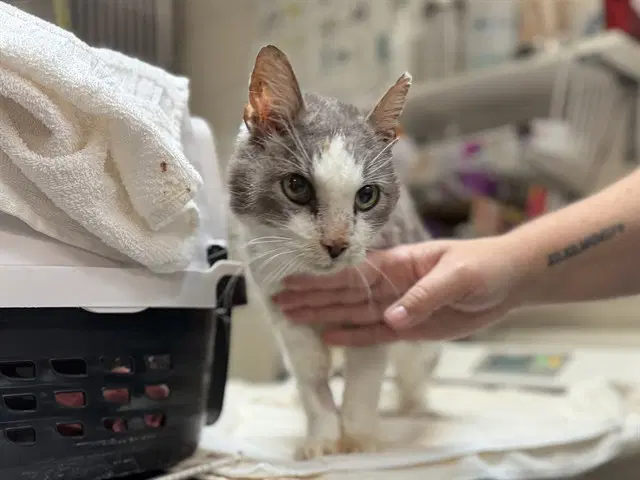 Mr Bill - Domestic Short Hair