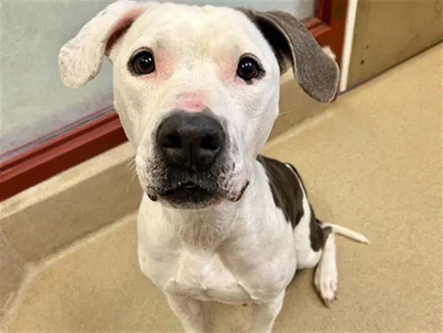 Laiken - American Staffordshire Terrier