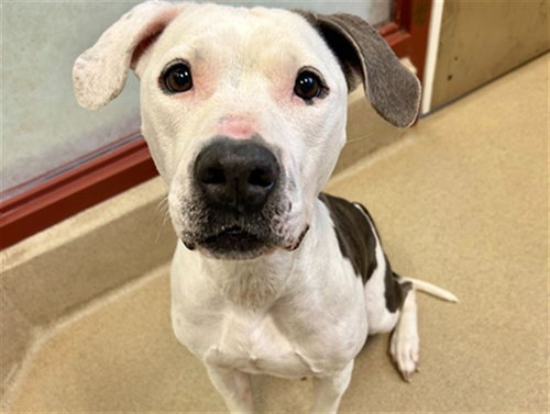 picture of the dog needing adoption