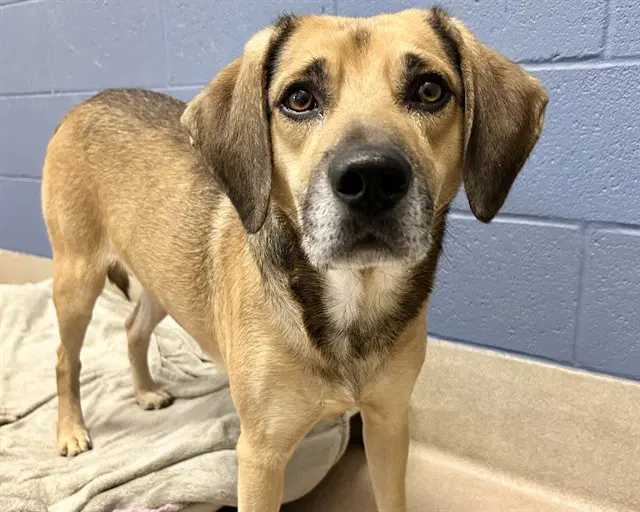 Grasshopper - Hound