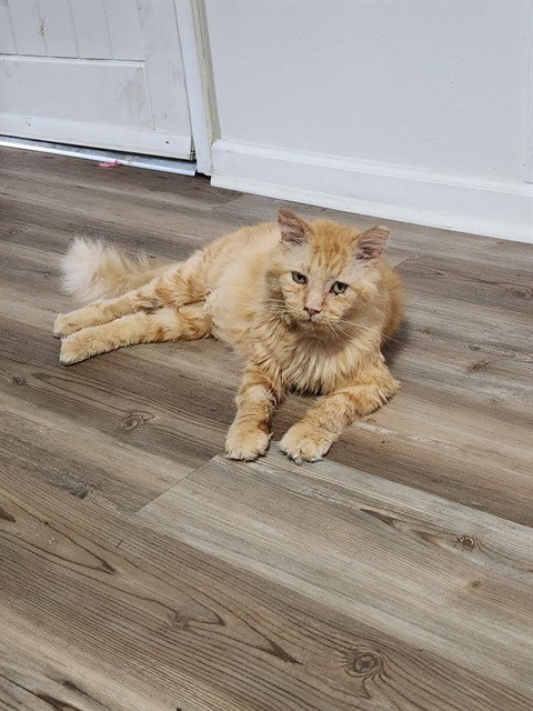 CYRIL Image