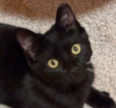 picture of the cat needing adoption