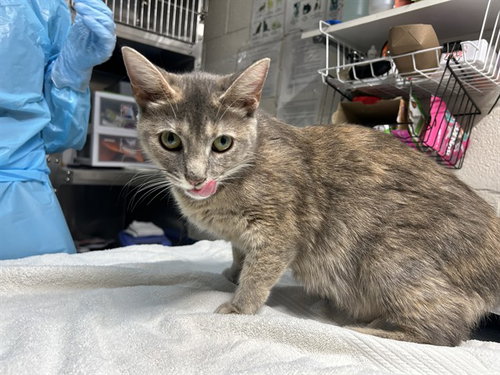 HAVASU - Domestic Short Hair available for adoption