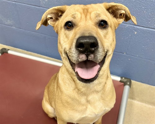 picture of the dog needing adoption