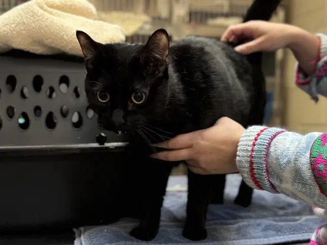 Circe - Domestic Short Hair