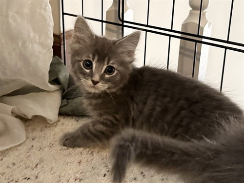 FREYJA - Domestic Short Hair available for adoption