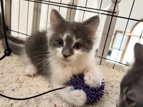 EIR - Domestic Medium Hair available for adoption