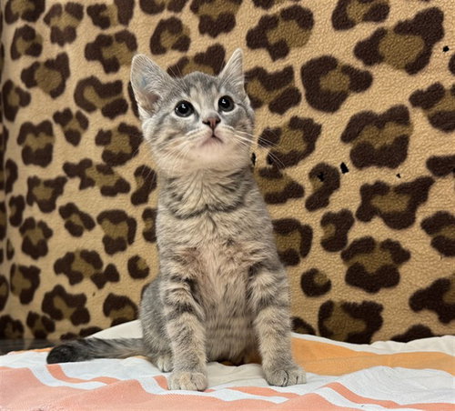 PIASTRI - Domestic Short Hair available for adoption
