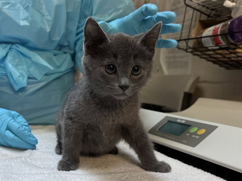 VERSTAPPEN - Domestic Short Hair available for adoption
