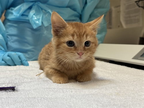 NORRIS - Domestic Short Hair available for adoption