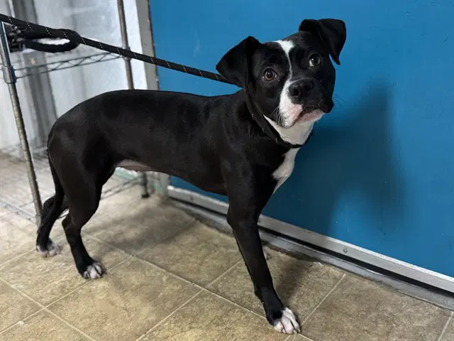 Eloise - American Staffordshire Terrier