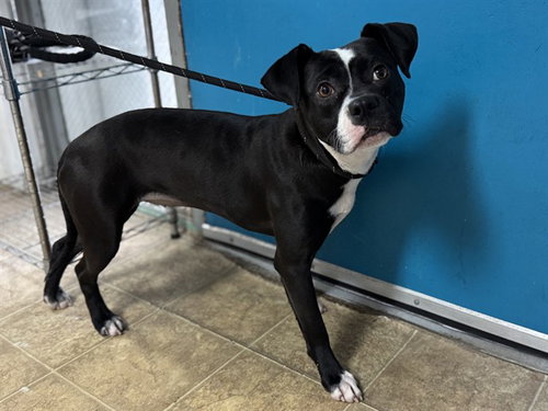 ELOISE - American Staffordshire Terrier available for adoption