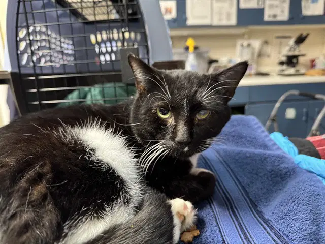 Penguin - Domestic Short Hair