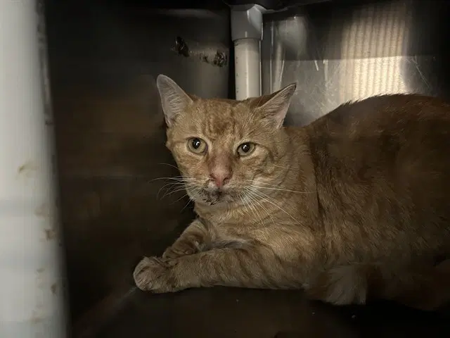 Ryder - Domestic Short Hair