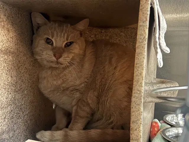 Rhodes - Domestic Short Hair