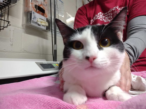 ZARA - Domestic Short Hair available for adoption