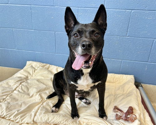 picture of the dog needing adoption