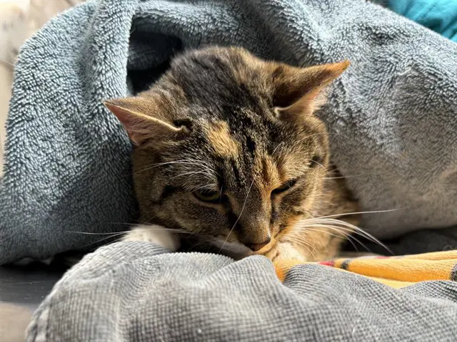 Ivy - Domestic Short Hair