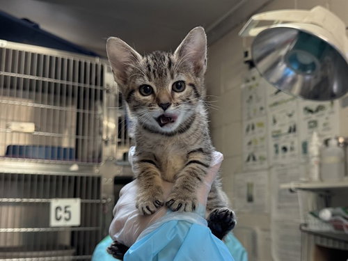 SWIRLA - Domestic Short Hair available for adoption