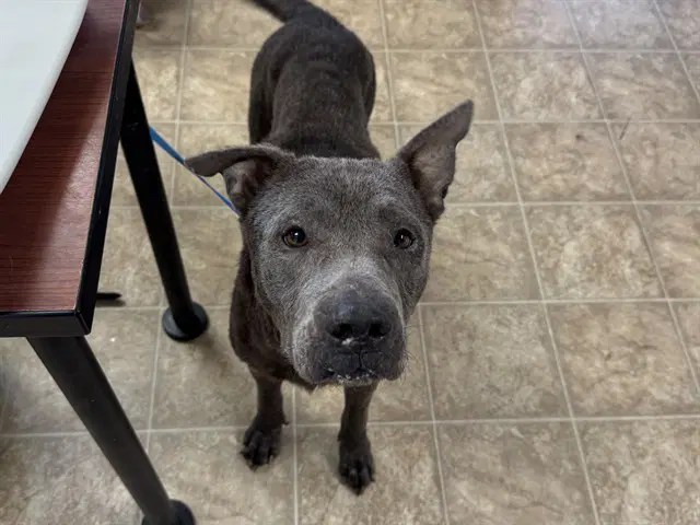 Libra - American Staffordshire Terrier
