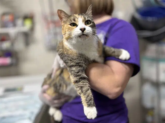 Cleo - Domestic Short Hair