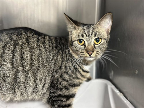 KAY - Domestic Short Hair available for adoption