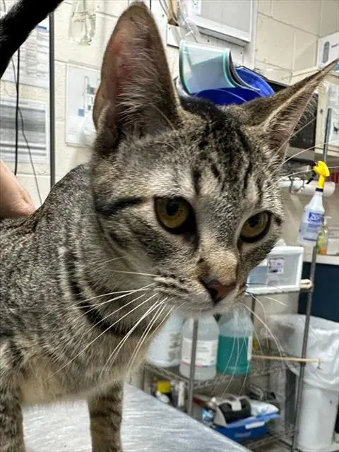 Acorn - Domestic Short Hair