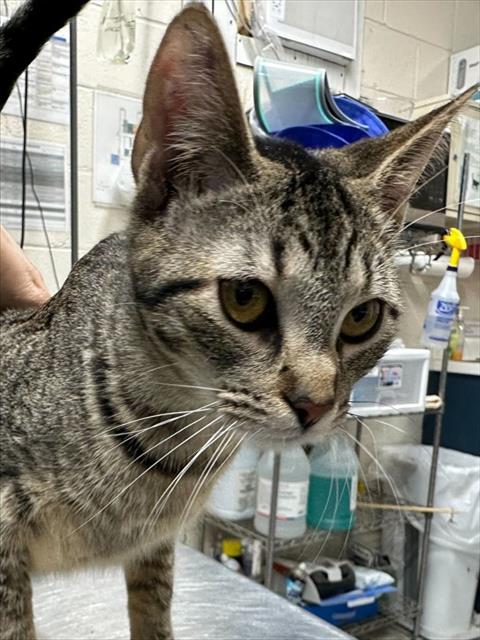 picture of the cat needing adoption