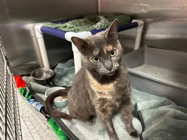 Petal - Domestic Short Hair
