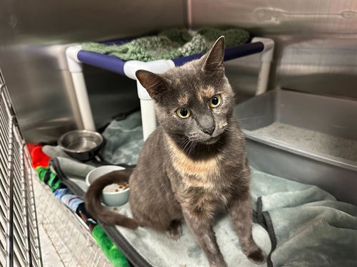 PETAL - Domestic Short Hair available for adoption