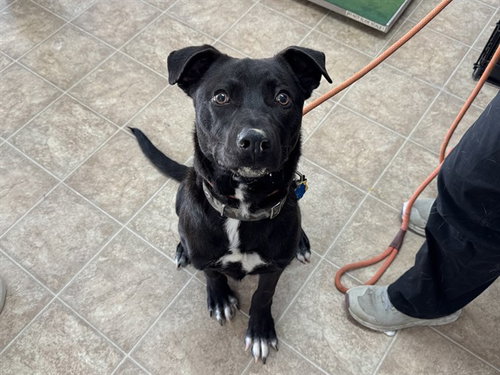 TRENT - Labrador Retriever available for adoption