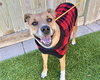 BAILEY - Photo 1
