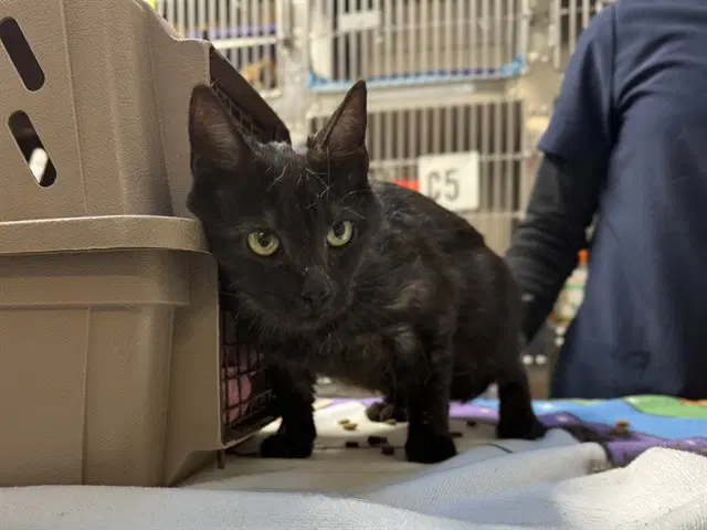 Wreath - Domestic Short Hair