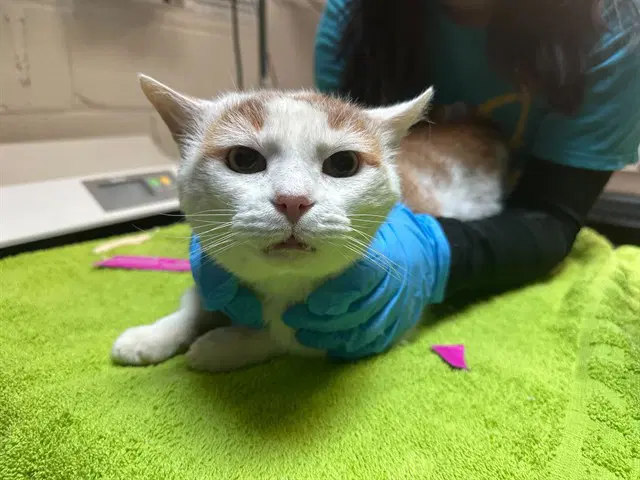 Kronk - Domestic Short Hair
