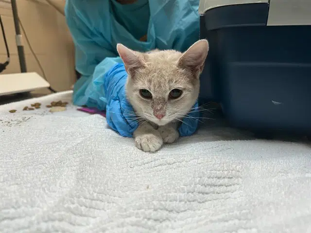Fester - Domestic Short Hair