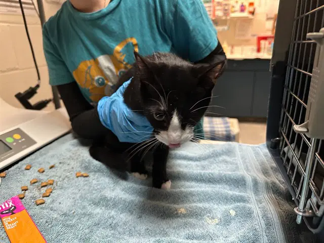 Noche - Domestic Short Hair