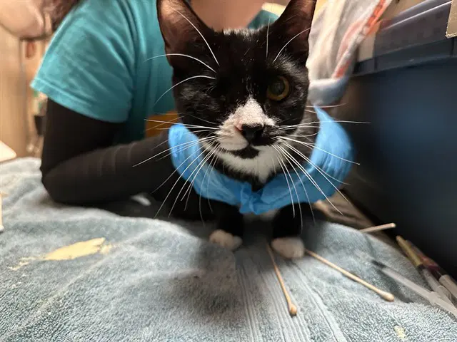 Dia - Domestic Short Hair