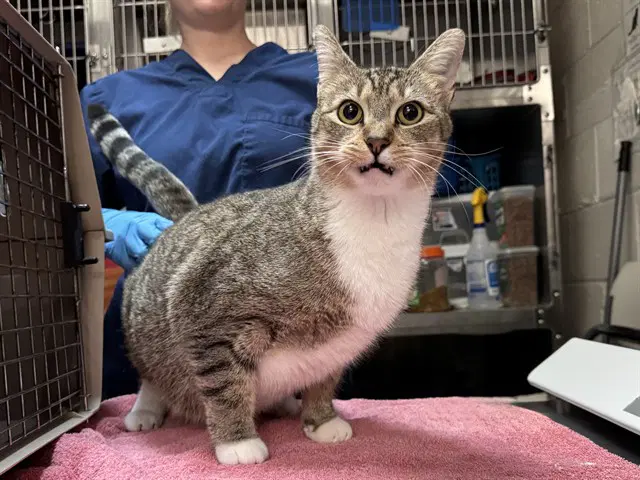 Caruso - Domestic Short Hair