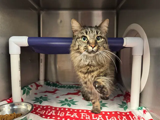 Kaylena - Domestic Long Hair