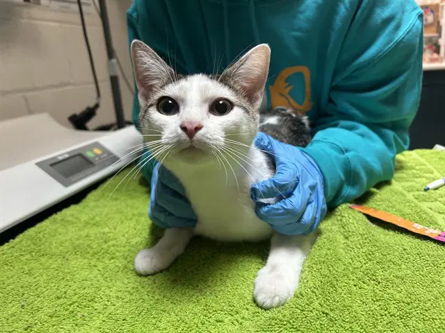 Tydus - Domestic Short Hair