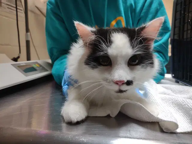Kris - Domestic Short Hair