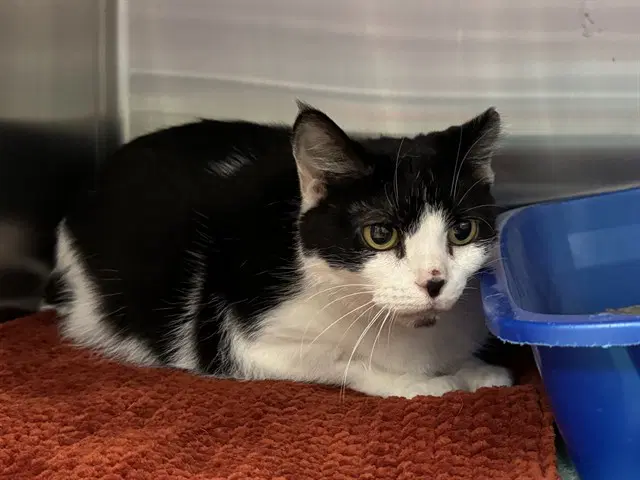 Saraphina - Domestic Short Hair