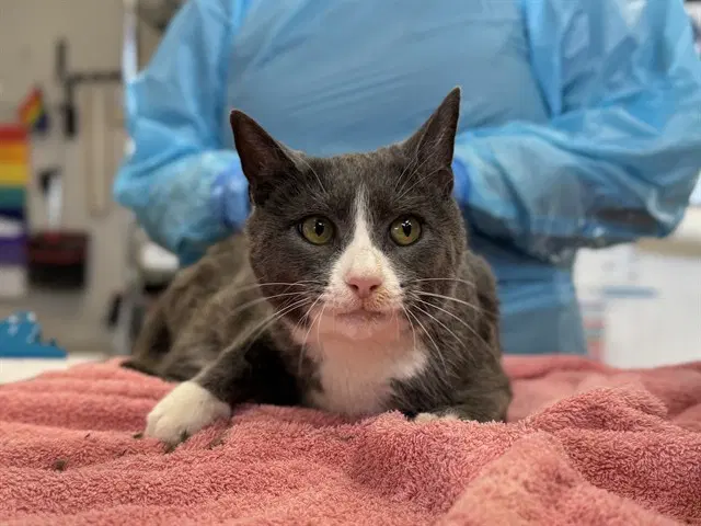 Gladys - Domestic Short Hair