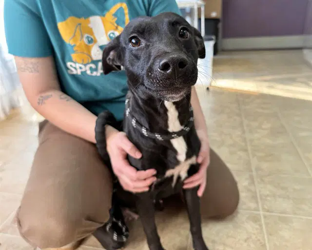 Starla - American Staffordshire Terrier