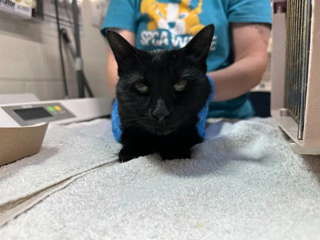 Gayle - Domestic Short Hair